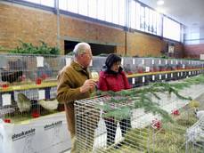 Rassekaninchen- und Rassegeflügelschau in Bismark Rassekaninchen- und Rassegeflügelschau in Bismark