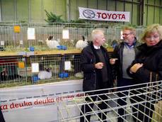 Rassekaninchen- und Rassegeflügelschau in Bismark Rassekaninchen- und Rassegeflügelschau in Bismark