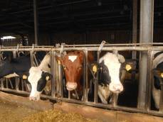 Schinne Landwird Frank Lenz