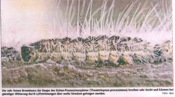 In wenigen Wochen startet wieder der Kampf gegen die Eichenprozessionsspinner