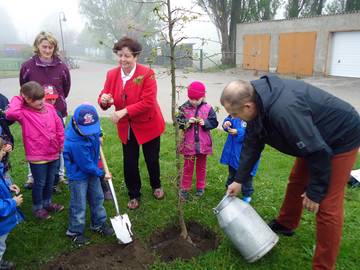 Baumpflanzung in Schinne Baumpflanzung in Schinne