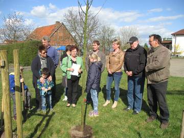 Die Winterlinde  Baum des Jahres 2016