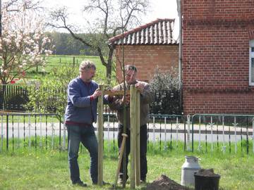 Die Winterlinde  Baum des Jahres 2016