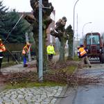 Gemeindearbeiter führten Schneidarbeiten in verschiedenen Ortschaften der Einheitsgemeinde Stadt Bismark (Altmark) durch