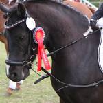 Reit- und Fahrverein Bismark veranstaltet einen Reitertag