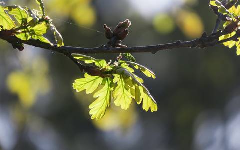 bekämpfung eichenprozessionsspinner