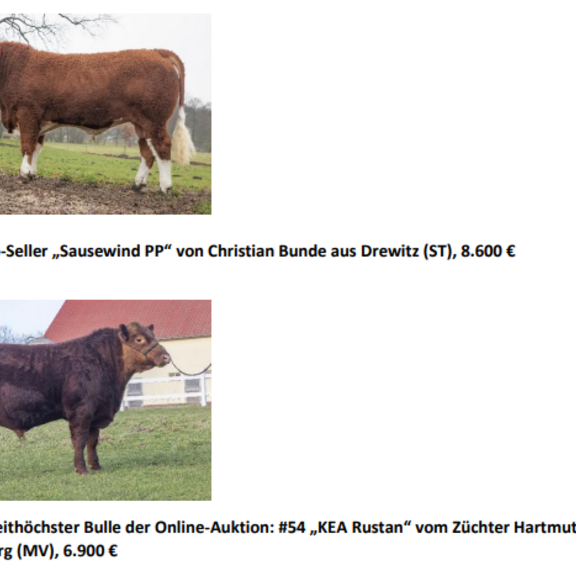 Fleischrindbullen Auktion
