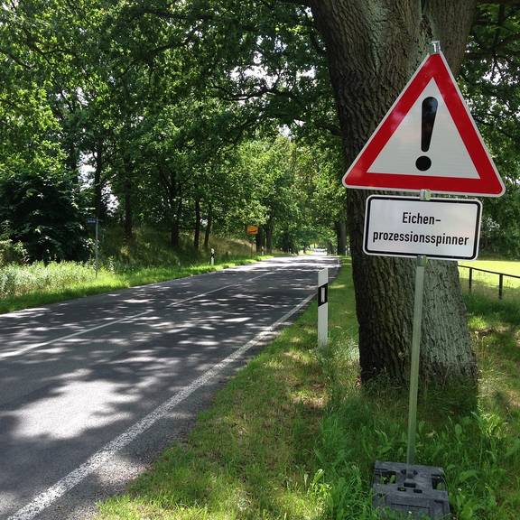 oak processionary moth 405240 1280 ceskyfreund36