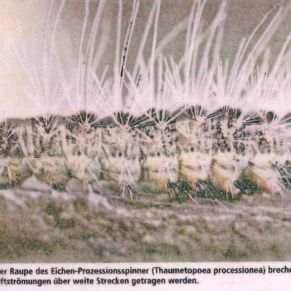 In wenigen Wochen startet wieder der Kampf gegen die Eichenprozessionsspinner